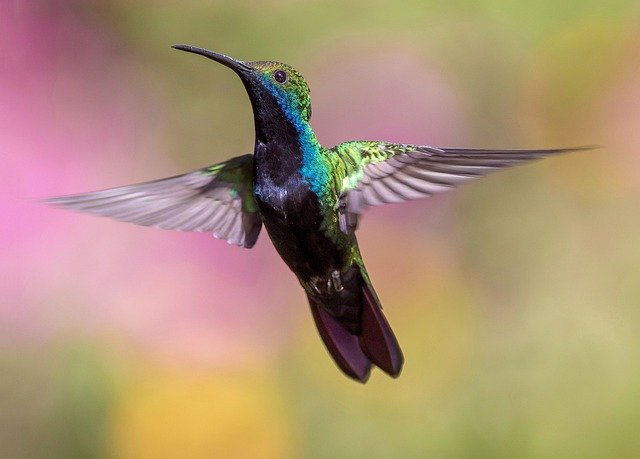Colibri en vol, symbole de générosité 