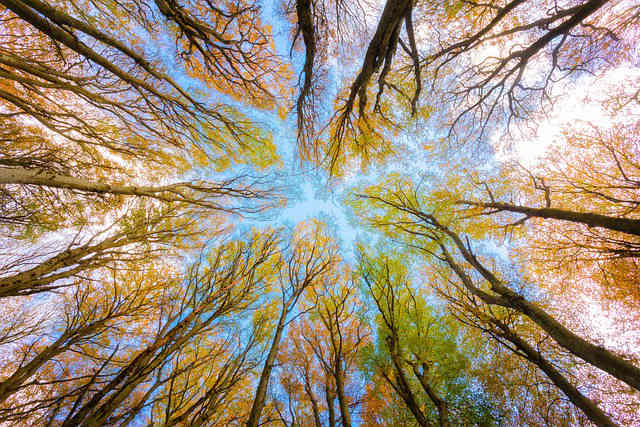 arbres d'automne vus du bas, symbole de la vie en perpétuelle évolution 